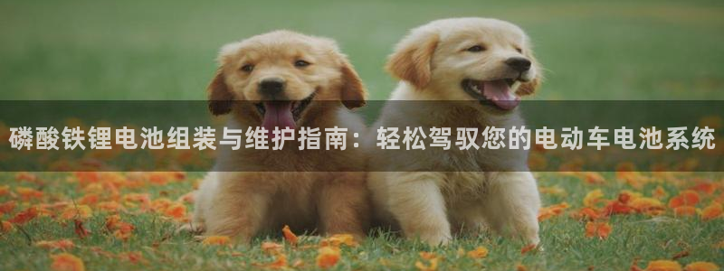 usdt能查到转账流水吗：磷酸铁锂电池组装与维护指南：轻松驾驭您的电动车电池系统